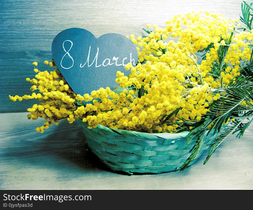 Mimosa yellow bush spring floral background 8 march card