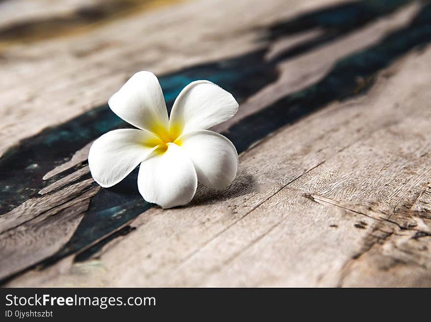 Plumeria flower is lying on wooden texture background with some part of glass in it. It is part of interior in spa zone in salone. Plumeria flower is lying on wooden texture background with some part of glass in it. It is part of interior in spa zone in salone