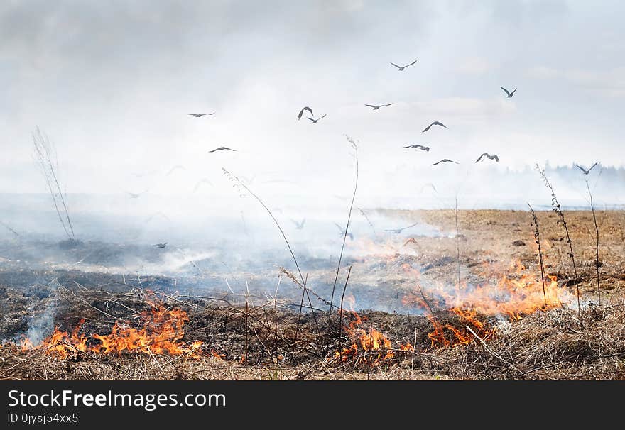 Spring arsons of a grass – disaster. Strong wind spreads fire. Often birds carry the smoldering branches to the woods and settlements. Thats a reason of the serious fires. Many inhabitants of fields and the woods perish. Spring arsons of a grass – disaster. Strong wind spreads fire. Often birds carry the smoldering branches to the woods and settlements. Thats a reason of the serious fires. Many inhabitants of fields and the woods perish.