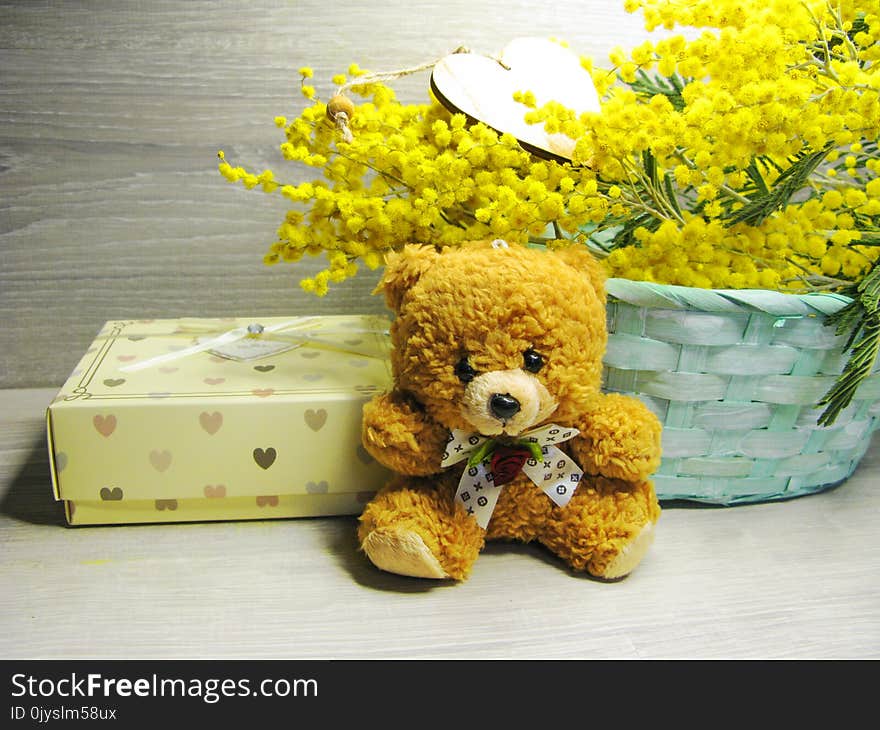 Mimosa Yellow Bush Spring Floral Background 8 March Card