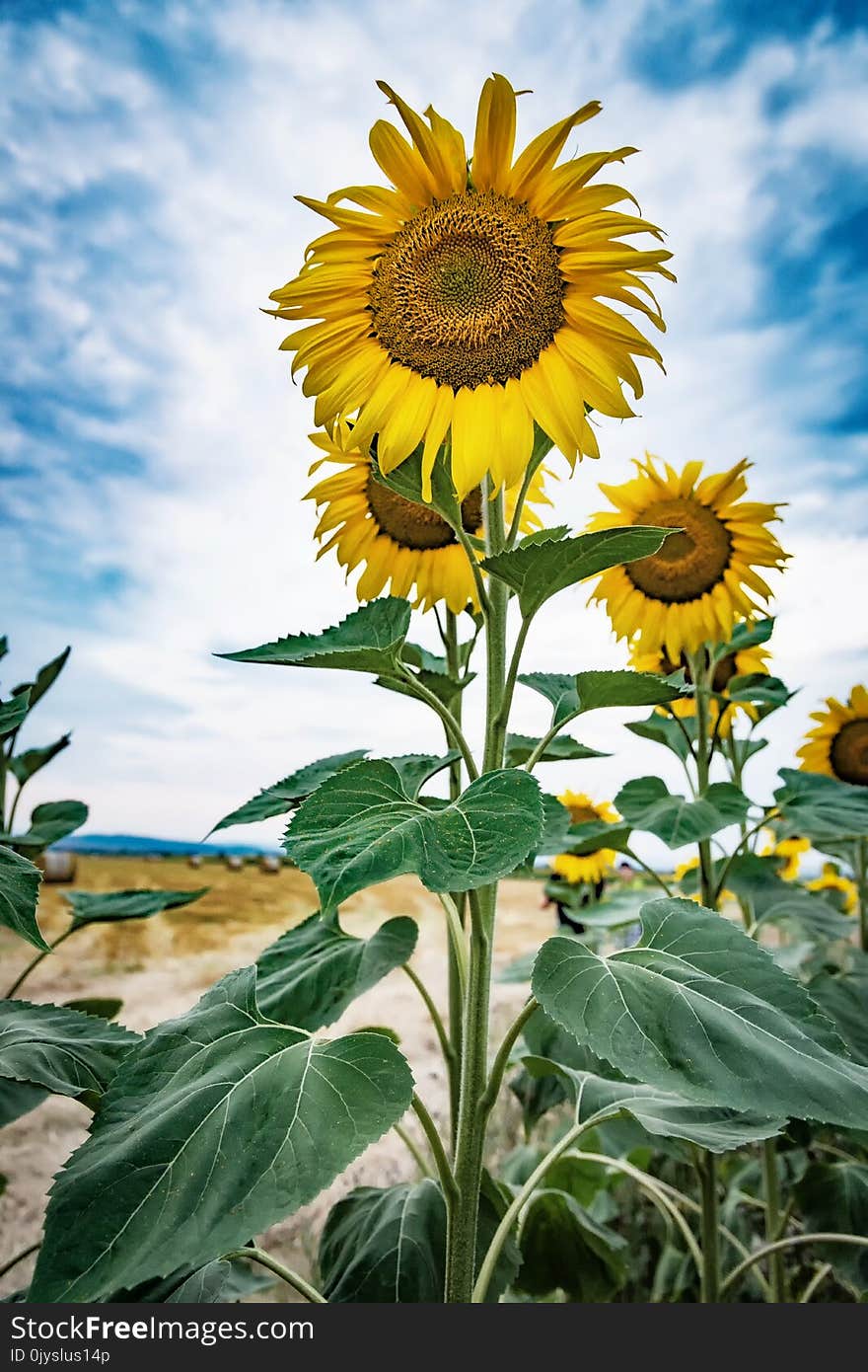 Sunflowers field in sunset light