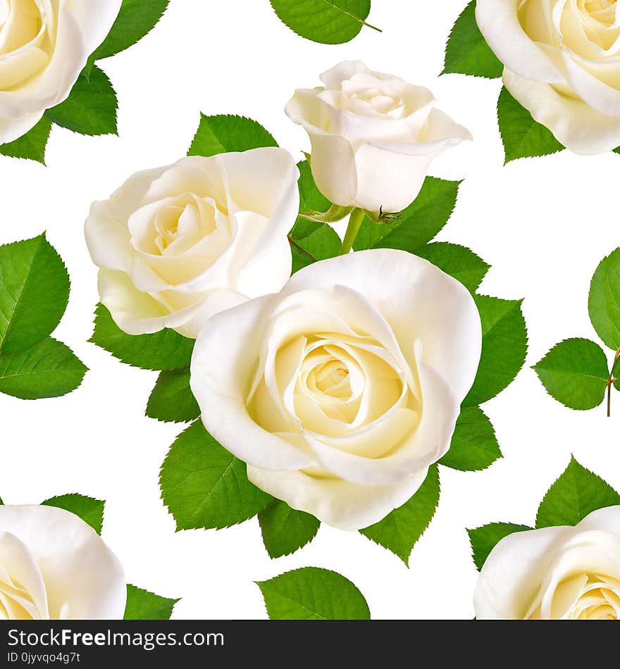 Seamless background with white roses. Isolated on white background.