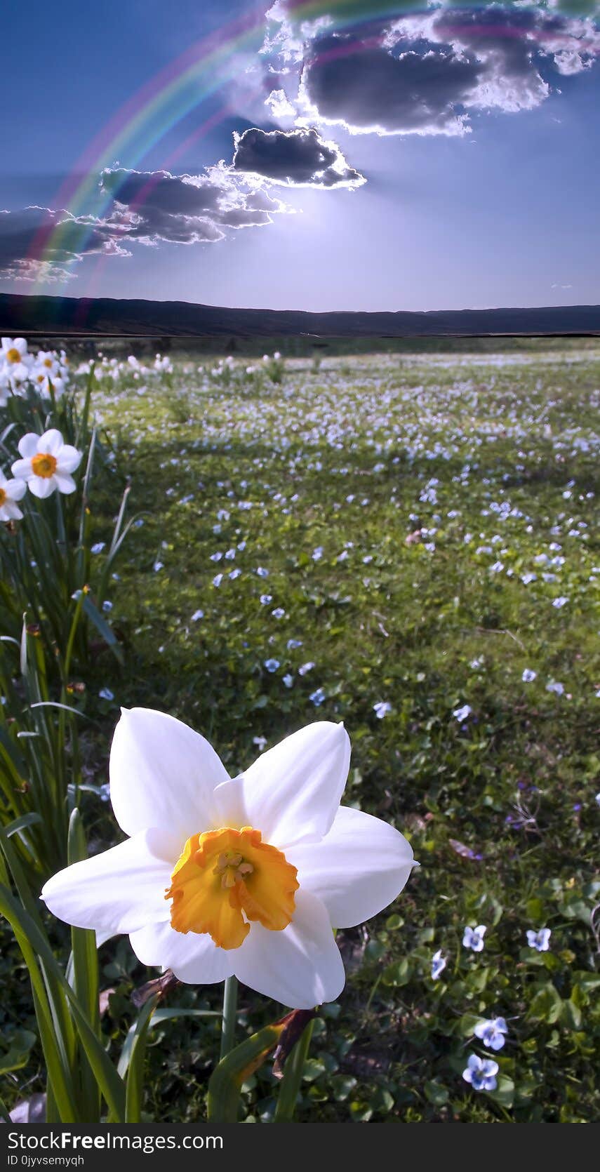 Narcissus field. Mountains at the horizon and rainbow in cloudy sky