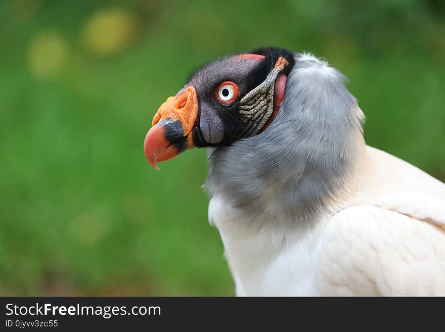 King vulture close-up portrait with a green background