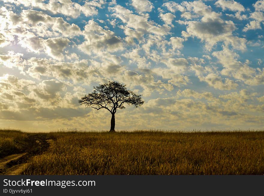 Green Leaf Plant during Cloudy Sky