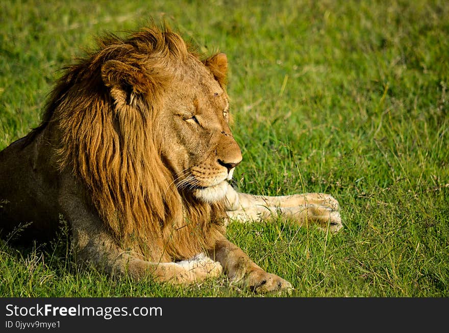 Brown Lion Sitting on Green Grass Field