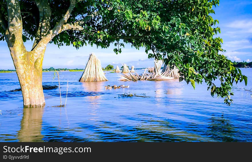 Green and Brown Tree on Body of Water