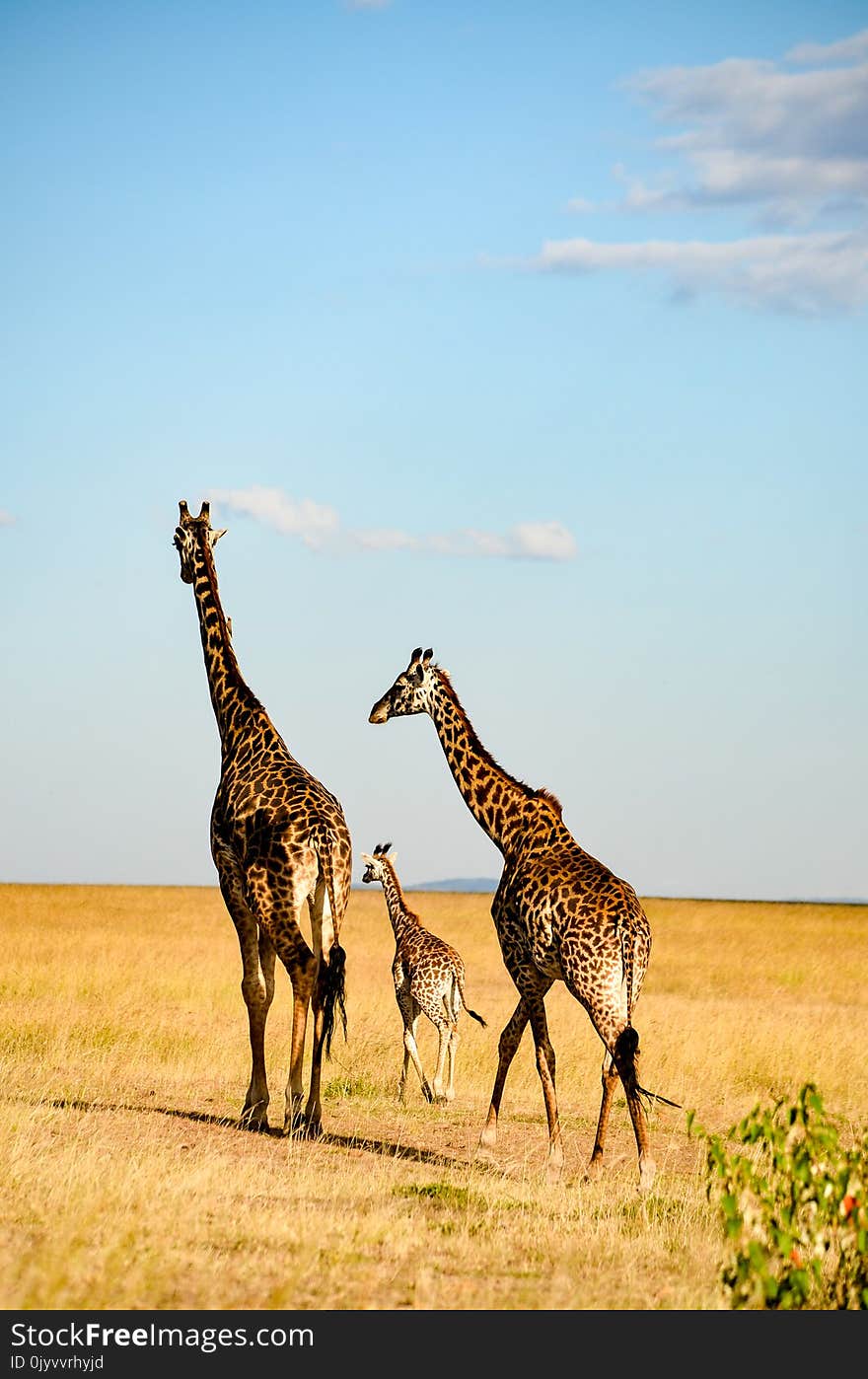 Three Brown-and-black Giraffes Walking