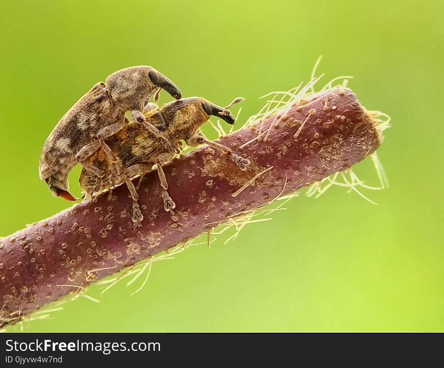 Two Brown Beetles Mating on Brown Stick