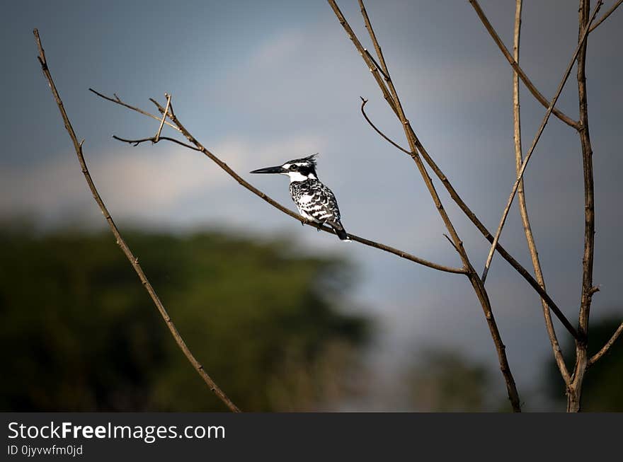 White and Black Bird on Brown Tree Stem