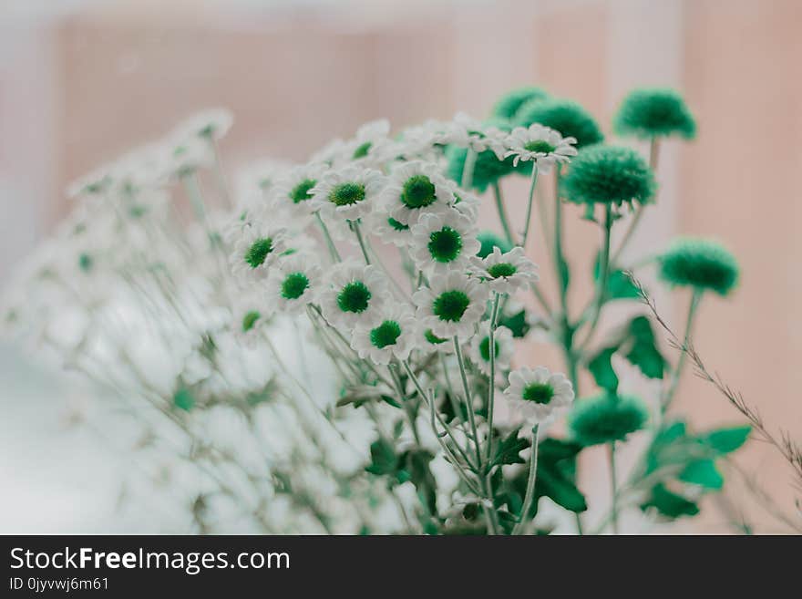 Selective Focus Photography of Green and White Petaled Flowers