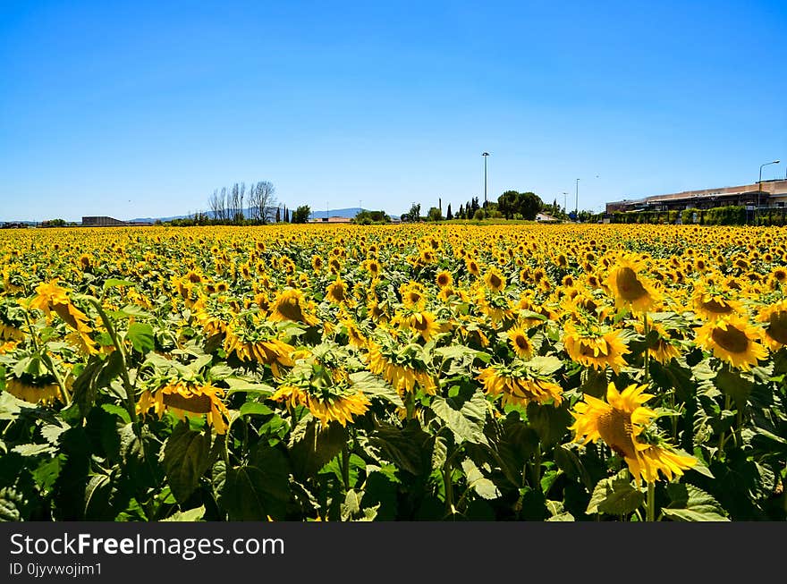 Bed of Sunflowers