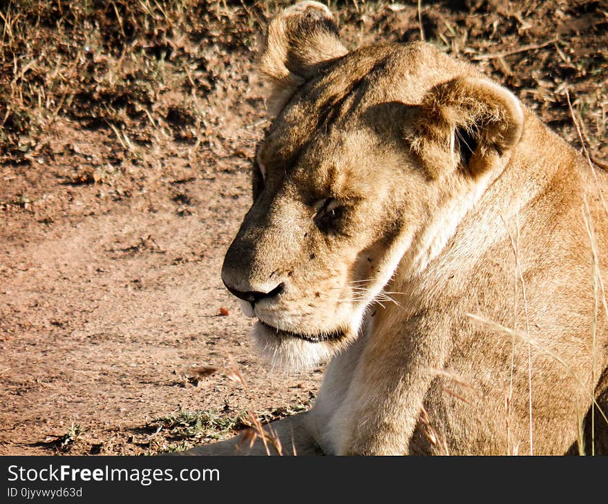 Brown Adult Female Lion on Green Grass