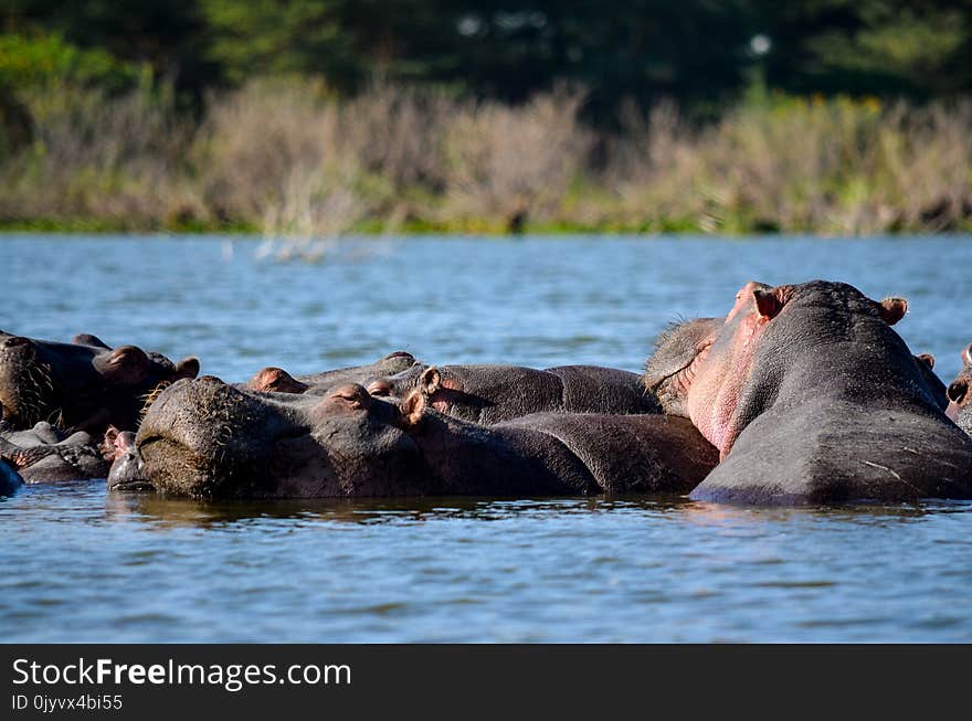 Hippopotamus in the Water