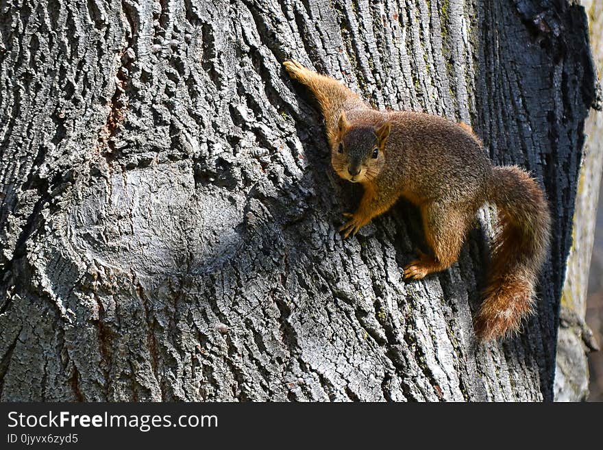 Brown Squirrel on Brown Slab