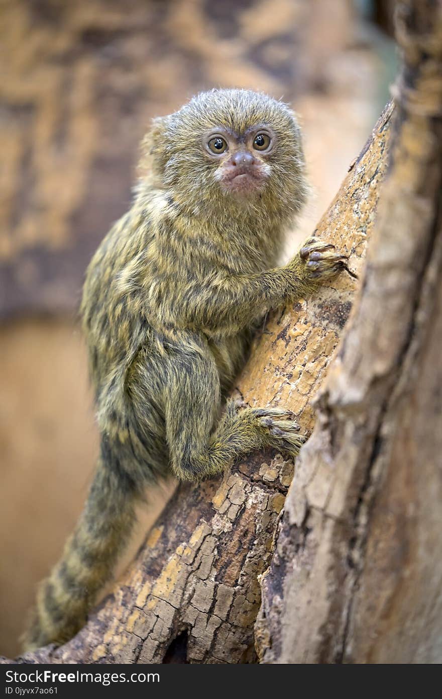 Pygmy Marmoset