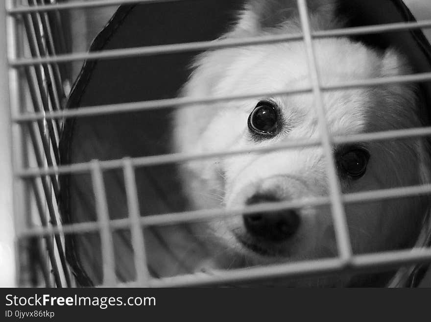 White Dog Inside the Cage