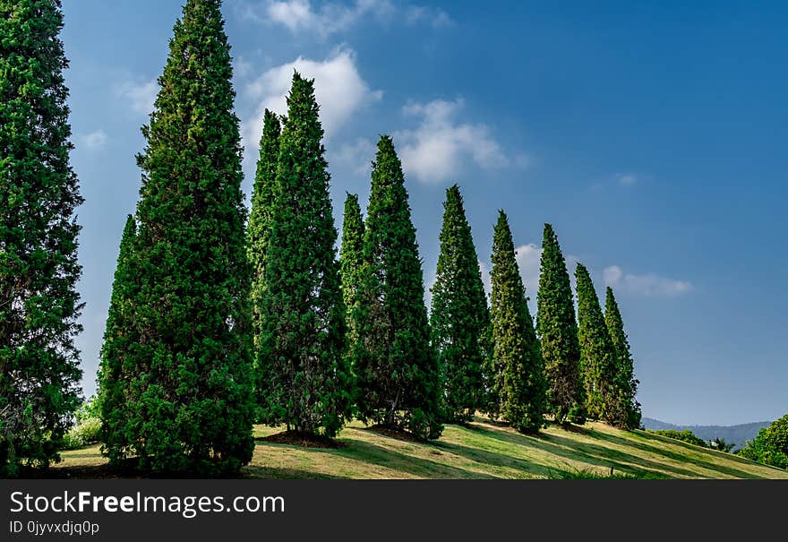 Pine trees on small hill of green grass on blue sky background