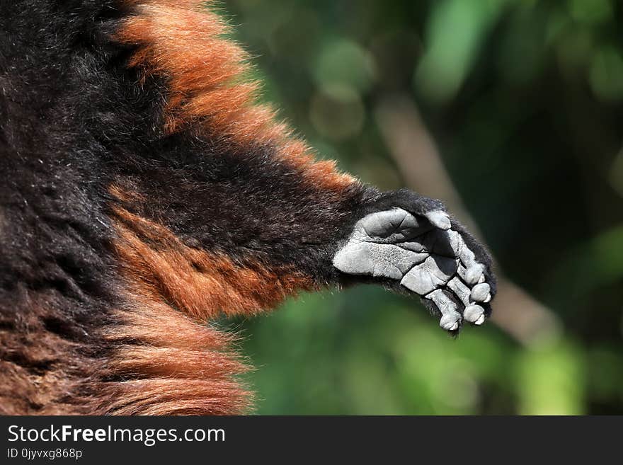 A Red ruffed lemur hand