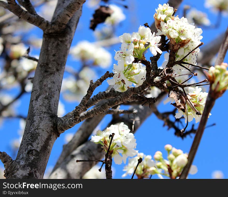 White Petaled Flowers on Tree