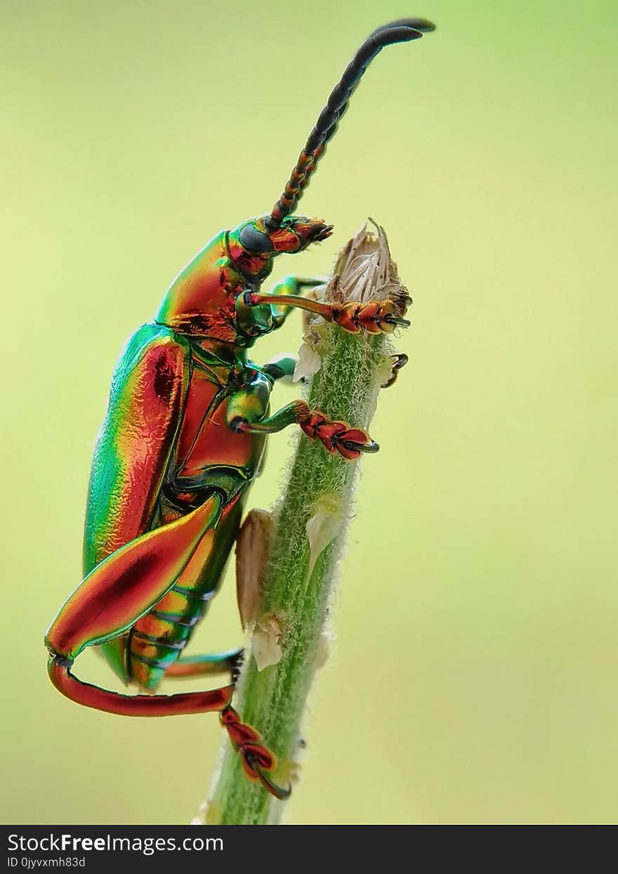 Jewel Beetle on Tree Branch