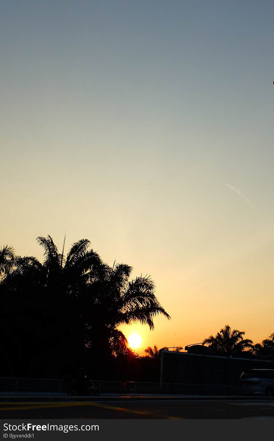 Silhouette of Coconut Tree