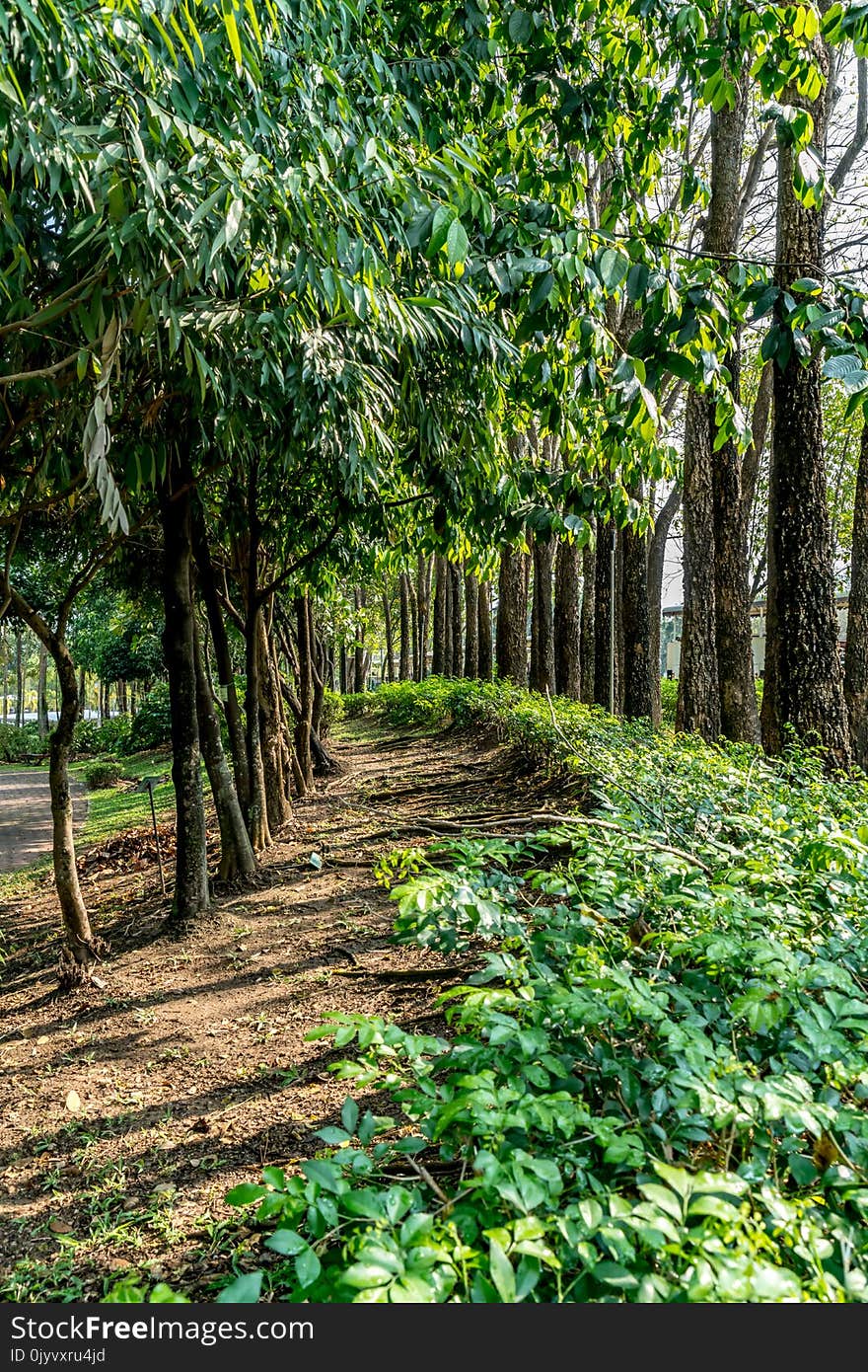 Row of green trees