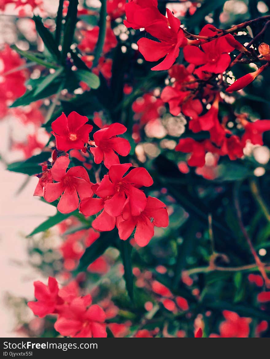 Red Cluster Flowers With Green Leaves