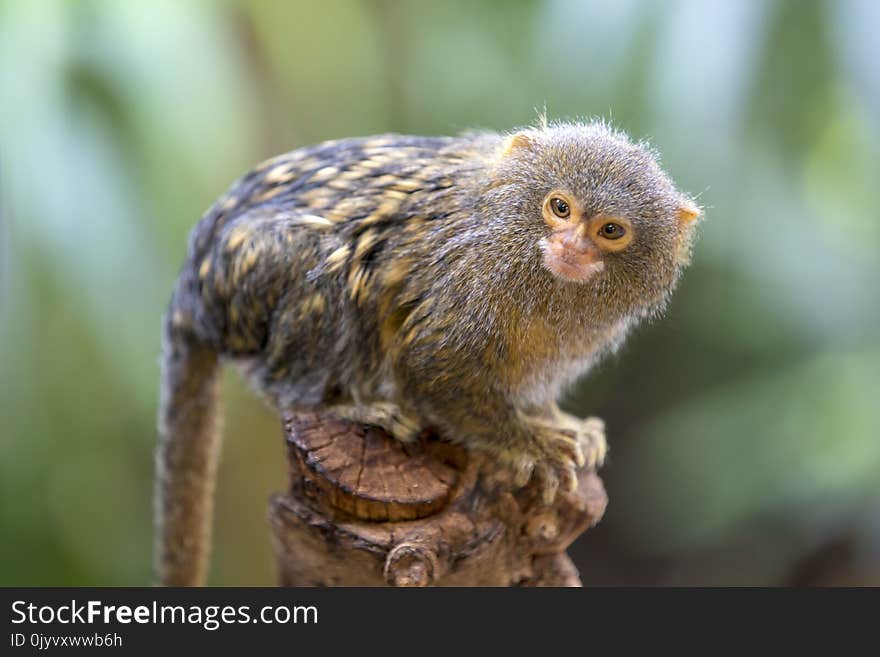 Pygmy Marmoset