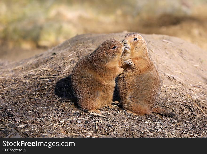 Two cute Kissing prairie dogs