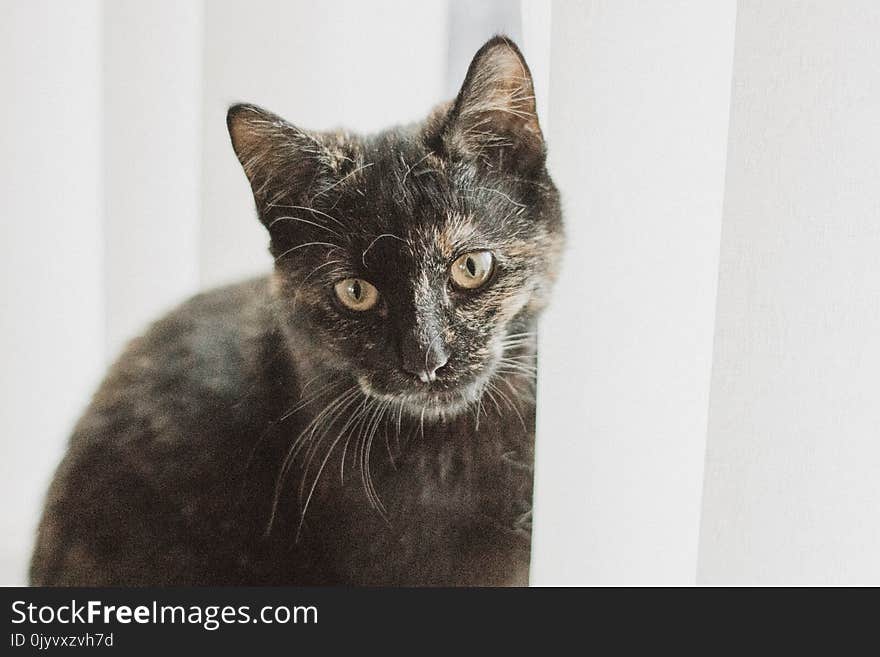 Tortoiseshell Cat