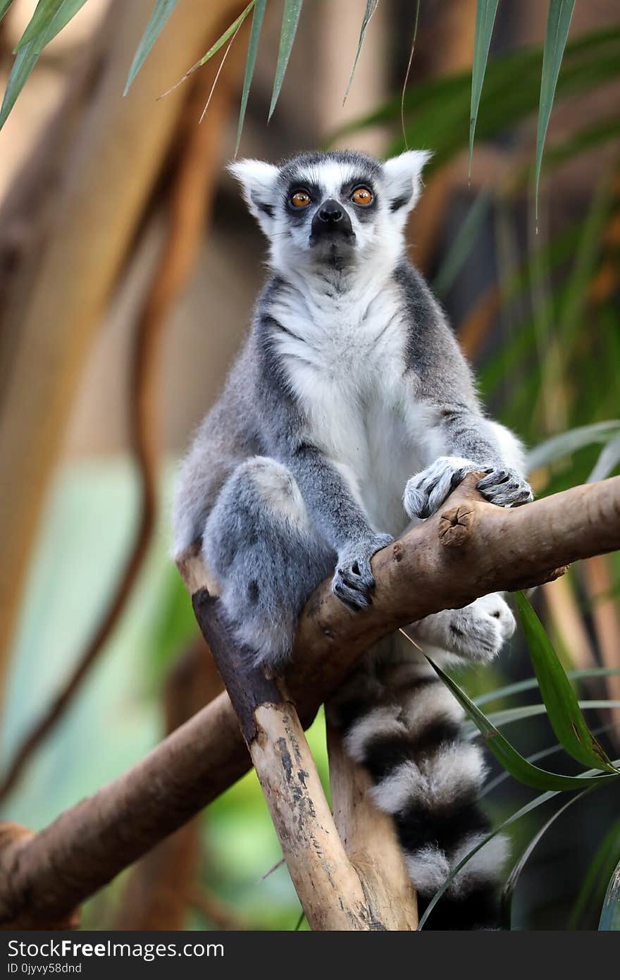 Ring tailed lemur sitting in a tree