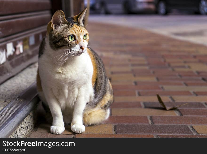 Brown and White Tabby Cat Sitting on Brown Brick Pathway