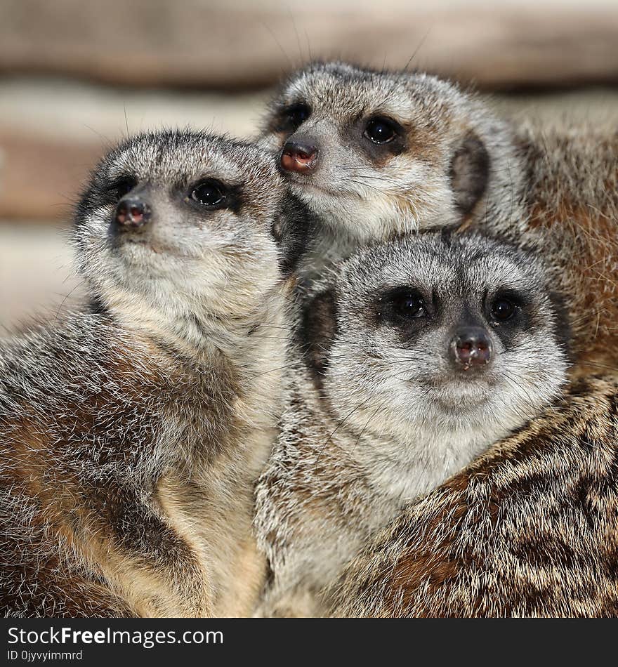 A group of very cute Meerkats