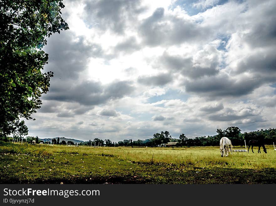 White Cattle Walking on Grass Field