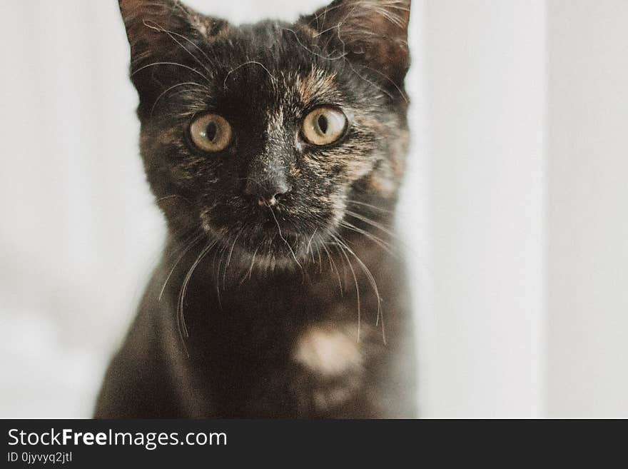 Closeup Photo of Tortoiseshell Cat