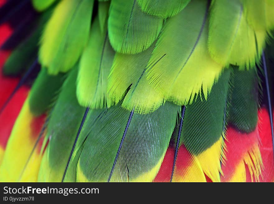 Amazona Brasiliensis