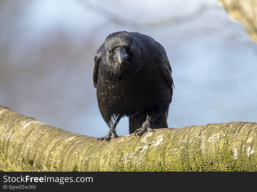 A Carrion Crow Close up