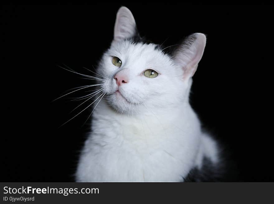 Black and white colored cat