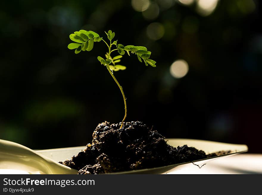 Young plant on soil over shovel. Young plant on soil over shovel.