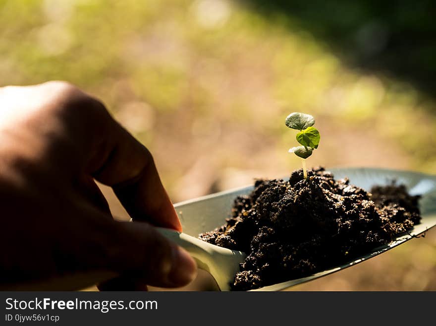 Young plant on soil over shovel. Young plant on soil over shovel.