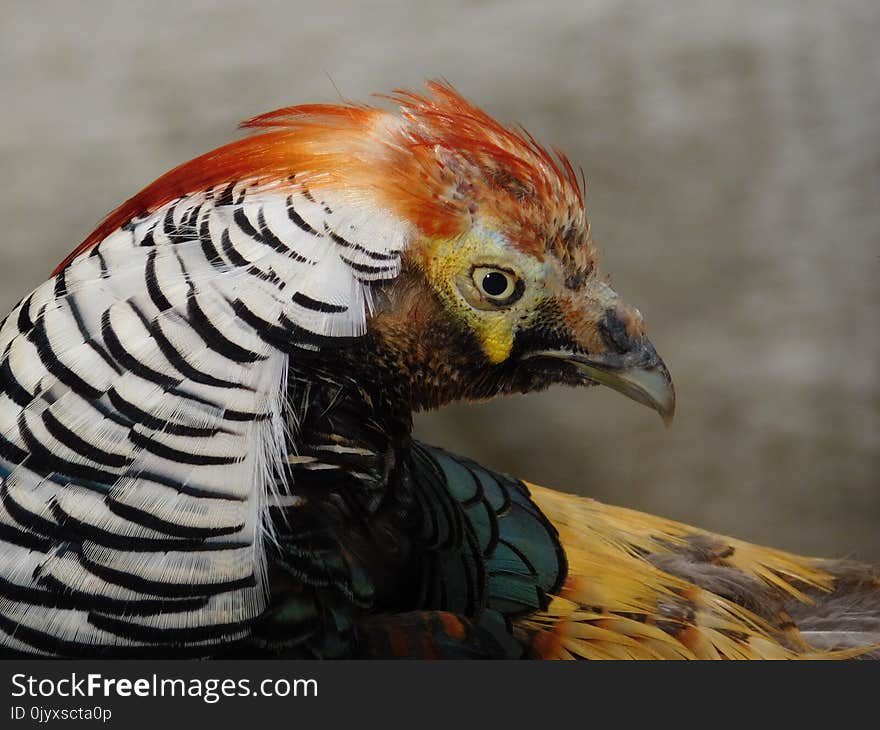 Beak, Fauna, Bird, Galliformes