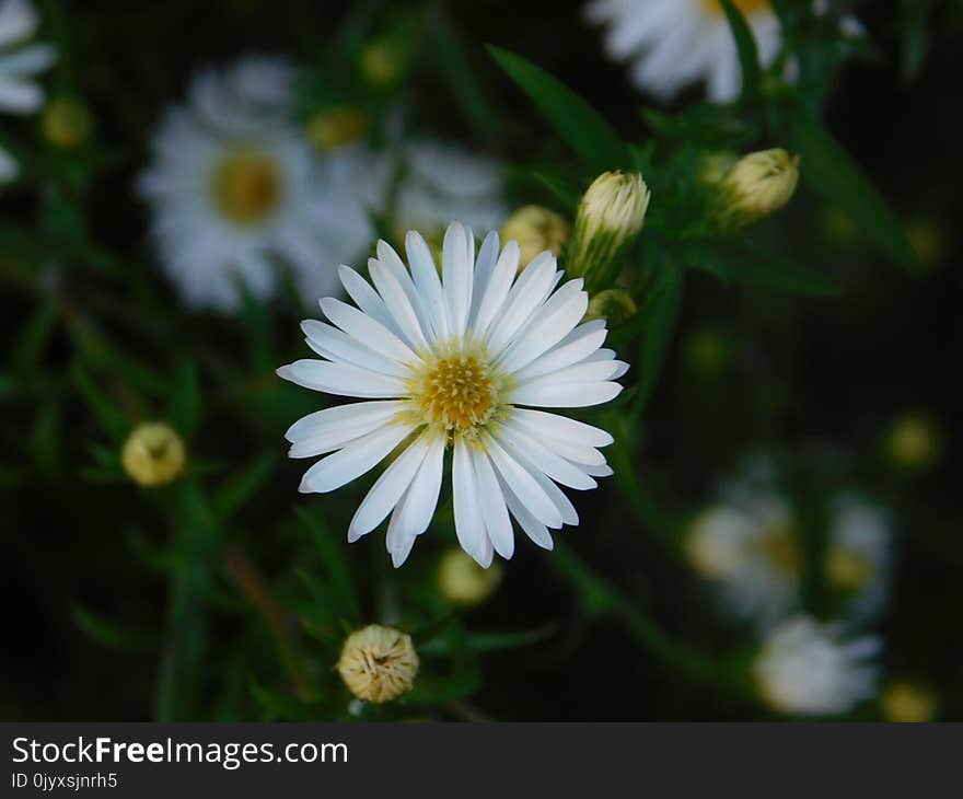 Flower, Flora, Aster, Plant