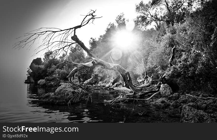 Water, Nature, Tree, Black And White