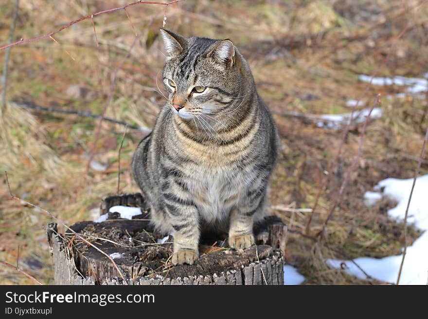 Cat, Dragon Li, Mammal, Small To Medium Sized Cats