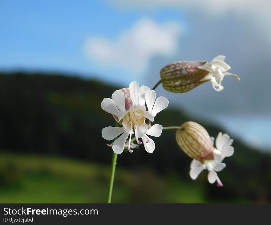 Flower, Flora, Plant, Spring