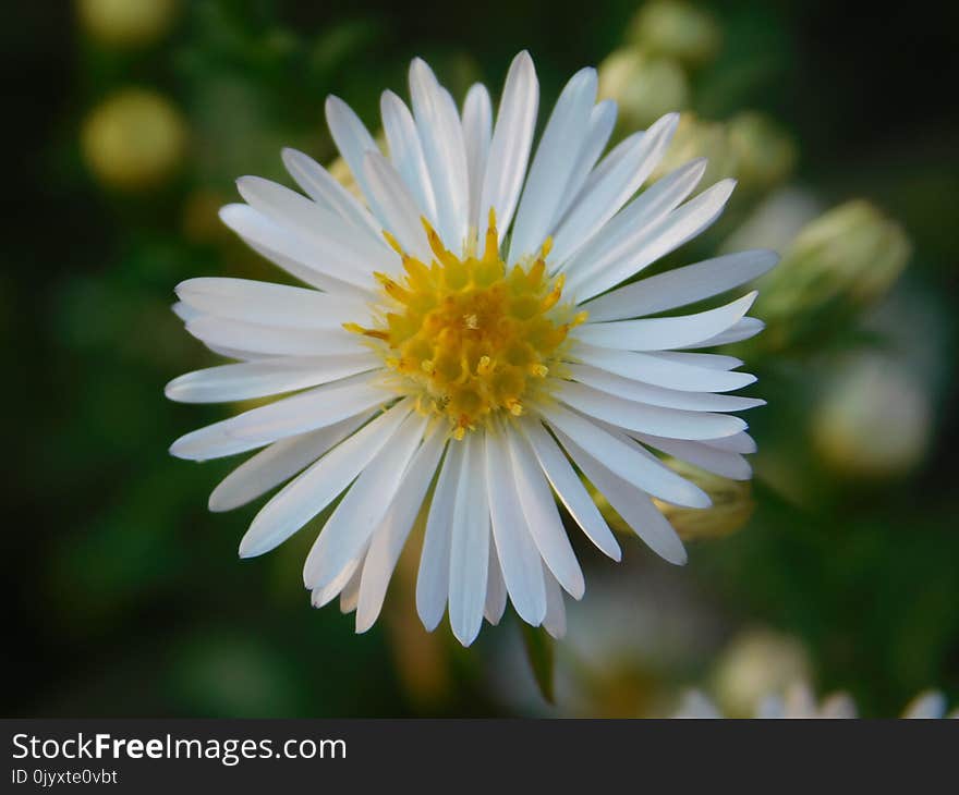 Flower, Flora, Aster, Chamaemelum Nobile