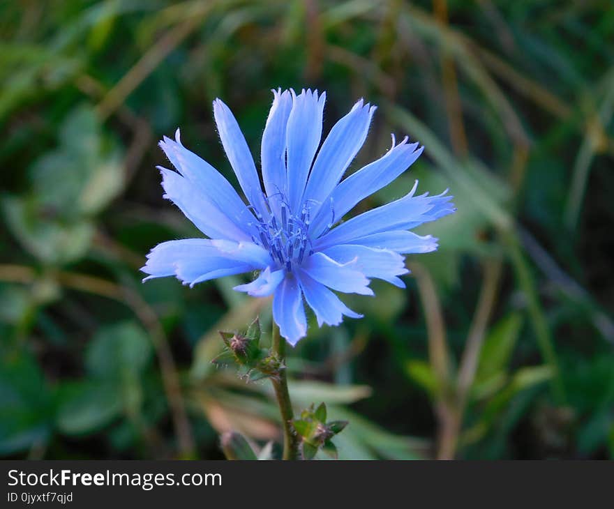 Blue, Plant, Flora, Flower