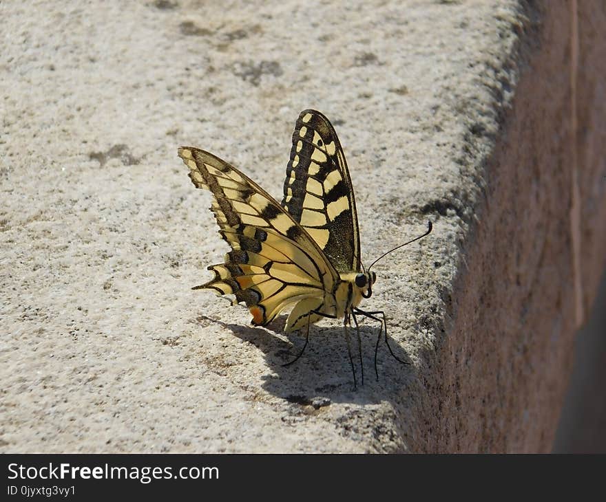 Moths And Butterflies, Butterfly, Insect, Invertebrate