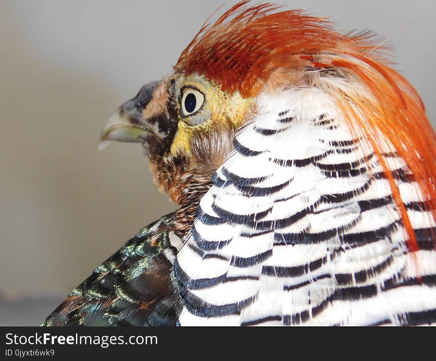 Beak, Fauna, Feather, Close Up